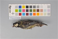 藏品(青背山雀)的圖片